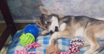 raphaël pet sitter à VAL D ORGER 27380