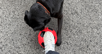 maéva pet sitter à SOUFFLENHEIM 67620_7