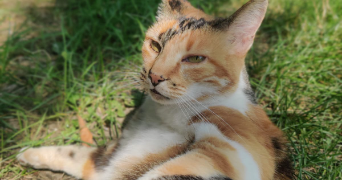 marion pet sitter à CHANTELOUP EN BRIE 77600_5