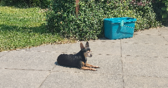 pauline pet sitter à GONDECOURT 59147_4