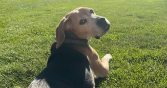 léonie pet sitter à LYON 07 69007_3