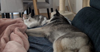 emilie pet sitter à GUYANCOURT 78280_1