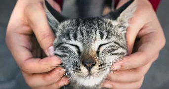 marie pet sitter à CASTILLON D ARTHEZ 64370