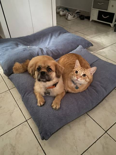 candide pet sitter à Albertville 73200_1