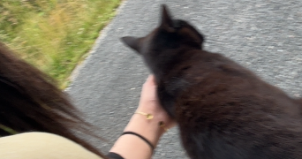 nouhaila pet sitter à ANGOULEME 16000_1
