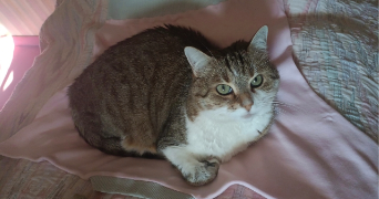 sarah pet sitter à ST ANDRE DE SANGONIS 34725_3