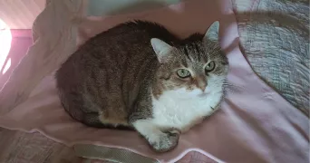 sarah pet sitter à ST ANDRE DE SANGONIS 34725