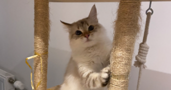 antoine pet sitter à LYON 05 69005_2