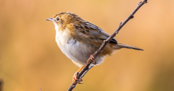 laura et pet sitter à Blagnac 31700_8