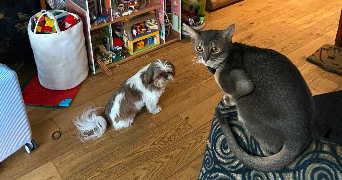 anouk pet sitter à PARIS 11 75011_3