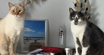anaëlle pet sitter à LUZARCHES 95270_3