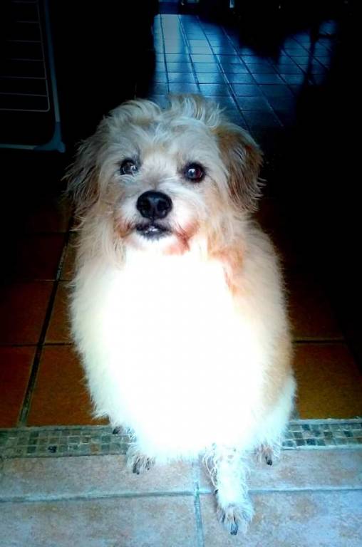 Charline pet sitter à La Roche-sur-Yon 85000_1