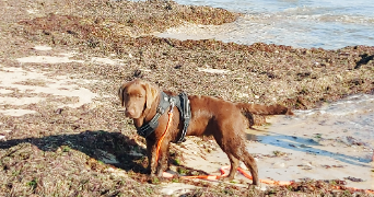 prisca pet sitter à LE BOIS PLAGE EN RE 17580_2