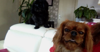 ambre pet sitter à BORDEAUX 33100_4