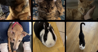 camille pet sitter à VERTOU 44120_2