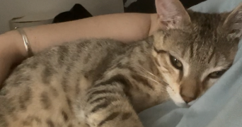 alicia pet sitter à MONTATAIRE 60160_5