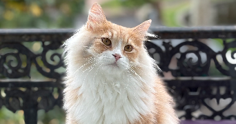 clémence pet sitter à Chamalières 63400_5