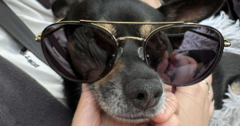 susie pet sitter à AIX LES BAINS 73100_5