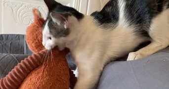 camille cat sitter à ST HERBLAIN 44800_3