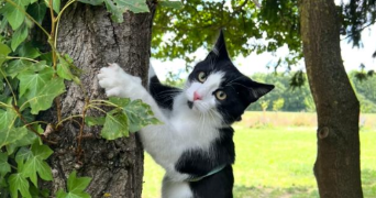 sara pet sitter à TOURS 37000_3