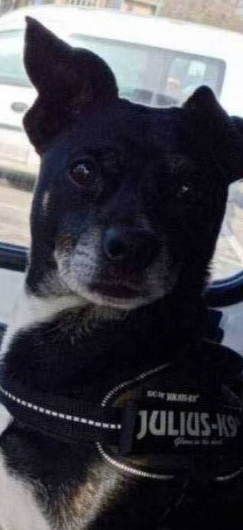 océane  pet sitter à Vias 34450_0