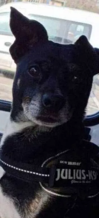 océane  pet sitter à Vias 34450