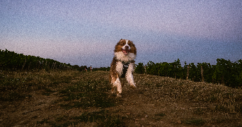 madeline pet sitter à FONTAINES 71150_2