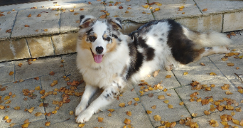 georges pet sitter à Hennebont 56700_1