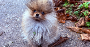 joy pet sitter à FLASTROFF 57320_7