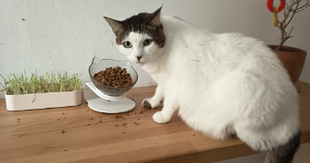 angèle pet sitter à NICE 06000_0