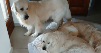 stephanie pet sitter à MARSEILLE 04 13004_5