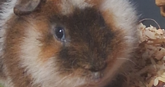 joséphine pet sitter à LE CHESNAY ROCQUENCOURT 78150_0