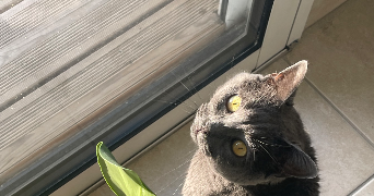 clara pet sitter à MELESSE 35520_1