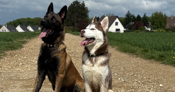 amandine pet sitter à SALOUEL 80480_3
