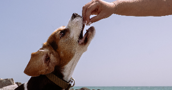 madeline pet sitter à FONTAINES 71150_9