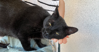 solene pet sitter à ORGON 13660_8