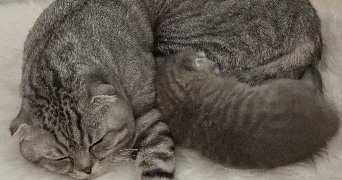 raisa pet sitter à SEVRAN 93270_0