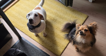 irène pet sitter à GUIGNEN 35580_3
