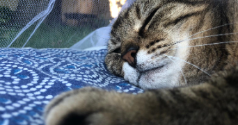 manon pet sitter à ST DENIS 93200_3