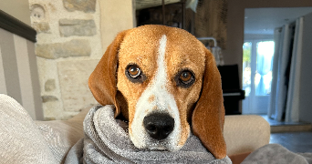 hugo pet sitter à HOTTOT LES BAGUES 14250_1
