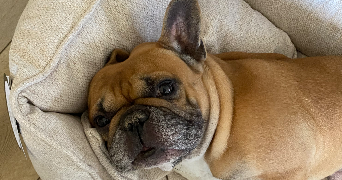 lucie pet sitter à TOULOUSE 31000_5