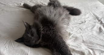 marine pet sitter à CHATEAUVILLAIN 52120_2