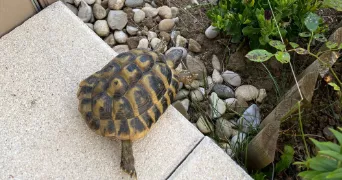 emmanuelle pet sitter à COPPONEX 74350