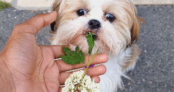 maxime pet sitter à POISSY 78300_2