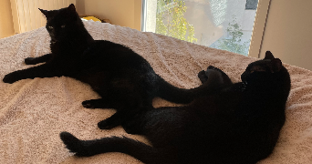 camille pet sitter à IRIGNY 69540_3
