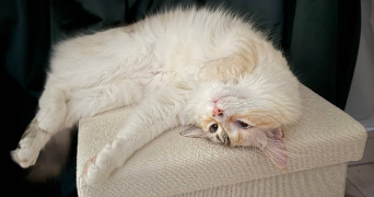 miriam pet sitter à LEVALLOIS PERRET 92300_3
