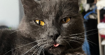 alexandra cat sitter à PLAISIR 78370_1