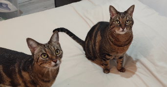 alexia pet sitter à Villeneuve Loubet 06270_8