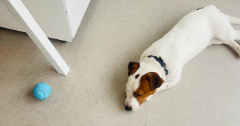 yoan dog sitter à VENETTE 60280_2