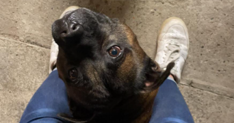 morgane pet sitter à LIGNAN DE BAZAS 33430_3